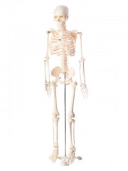 Szkielet człowieka 80 cm