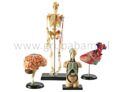 Modele anatomiczne - zestaw