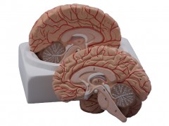 Mózg - model 2. częściowy
