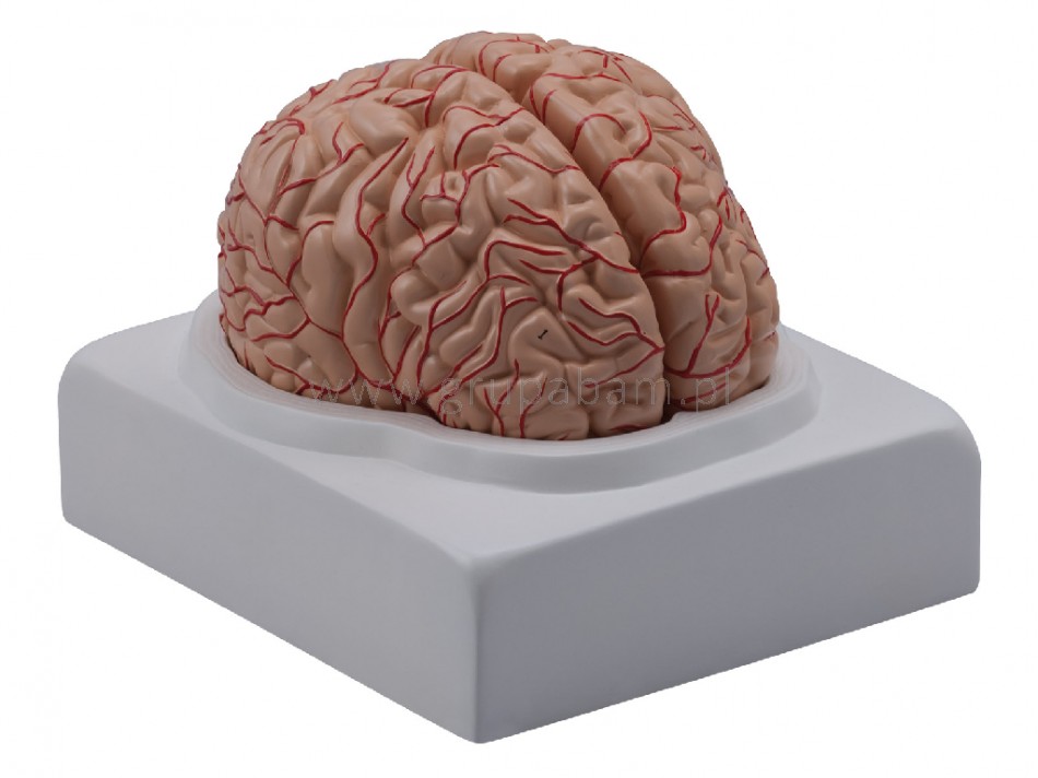 Mózg - model 2. częściowy